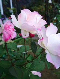 minnie様 リクエスト 2点 まとめ商品