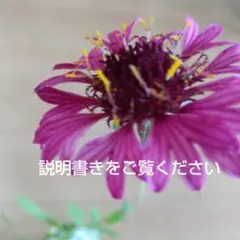 エキナセア（パラディソ）幼苗/八重性ローズ/宿根草/約80cm（ポットのまま）④ エキナセア パラディソ スーパーデューパー 6センチポット 2苗 八重