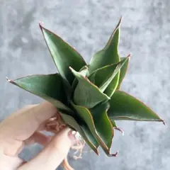 美株　希少　サンスベリアビューティークイーン　中株　レア　鉢ごとメルカリ便② 希少品種 】サンセベリア インディ 3.5号 白陶器鉢付き 鉢含高さ約36cm