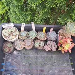 お得❗多肉植物セット　BeeHouse　TY　　コロタン　ハオルチア　クラッスラのサムネイル