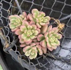 多肉植物　ジョイスタロック錦　発根済　群衆株１苗　セダム　錦　斑入り　レア