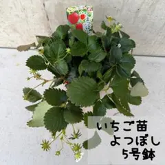 いちご 苗　よつぼし　5号鉢