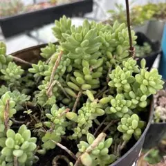 ピンクベーグル 多肉植物 カット苗 - メルカリ