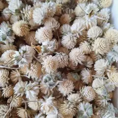 千日紅ドライフラワーアイボリー　白
