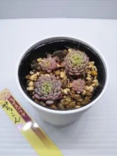 花*様 ミックスベリア　おらいさん苗　ちょこん　抜き苗　札は付きません