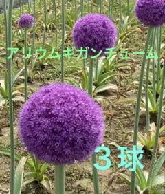 2025年最新】ギガンチューム球根の人気アイテム - メルカリ
