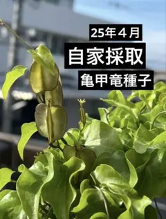 亀甲竜