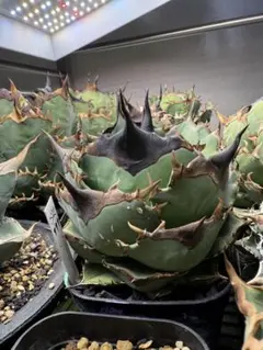 K*P様 Agave titanota 実生株Loop Plants産 子株 7 - メルカリ