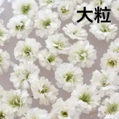 かすみ草ドライフラワー