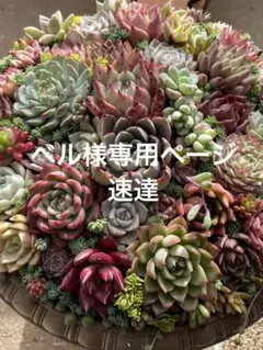 ベル様専用　速達