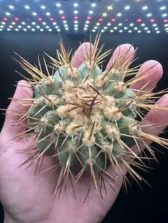 2026年最新】黒王丸 種の人気アイテム - メルカリ