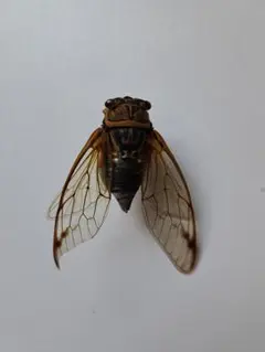 8mm】エボシツノゼミの一種 標本 角蝉セミ ホタル 蛍トンボ 蛾