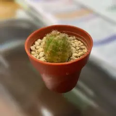 2026年最新】サボテン、の人気アイテム - メルカリ