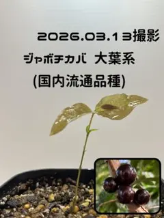 2026年最新】ジャボチカバ 苗木の人気アイテム - メルカリ