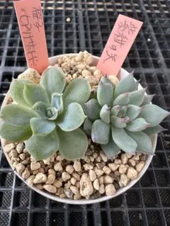 2025年最新】多肉植物 葉挿しの人気アイテム - メルカリ