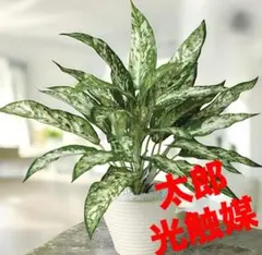 光触媒 人工観葉植物 ウォールグリーン フェイクグリーン 胡蝶蘭7545