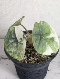 2026年最新】アロカシア メロの人気アイテム - メルカリ