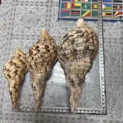 天然貝殻 法螺貝3個セットのサムネイル
