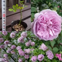 2026年最新】木立バラの人気アイテム - メルカリ