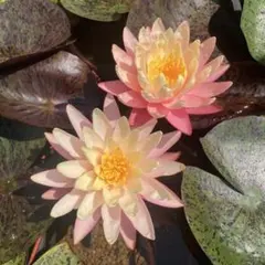 ゆうちゃん様 リクエスト 3点 まとめ商品