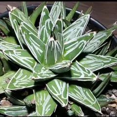 アガベ　姫笹の雪　6号鉢つき　極上❗ アガベ 姫笹の雪 6号鉢つき 極上❗