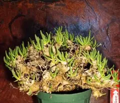 2025年最新】チレコドン 万物想の人気アイテム - メルカリ