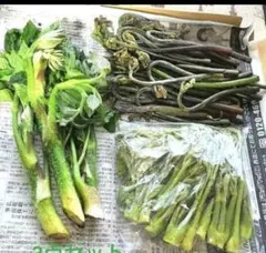 山菜セット【タラノメ、ワラビ、ウド】
