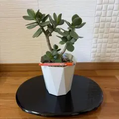金の成る木(中) 多肉植物　　抜き苗のサムネイル