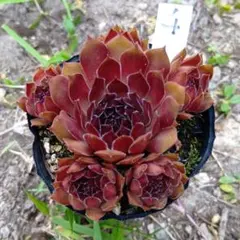 2026年最新】品種名：センペルビウム その他多肉植物の人気アイテム