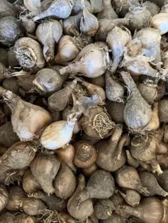 エシャロットShallot、タイのワケギ苗50個サイズバラバラ - メルカリ