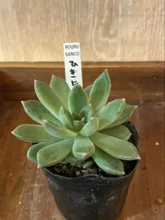 2025年最新】ロウルサンコ 多肉の人気アイテム - メルカリ