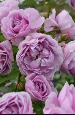 ルルママクー様 リクエスト 2点 まとめ商品