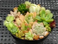 多肉植物 抜き苗 寄せ植え - メルカリ