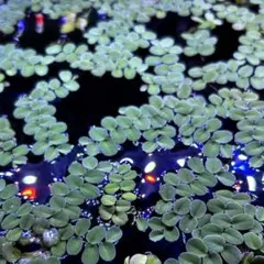 浮草☆ サルビニアククラータ 40g - メルカリ