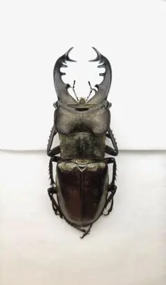 2026年最新】ミヤマクワガタの人気アイテム - メルカリ