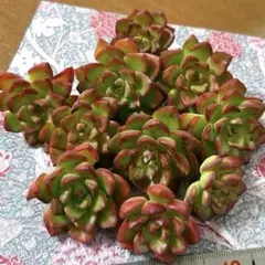 kira 様専用　l.多肉植物✨カット苗セット☘️レティジア　10個