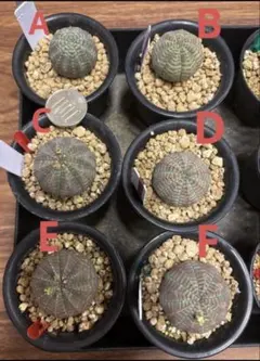 しゅう様 リクエスト 3点 まとめ商品