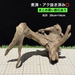 2026年最新】水槽 流木 あく抜き済みの人気アイテム - メルカリ
