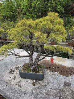 白木盆栽園 宮島五葉松 樹高33センチ 盆栽黒松赤松五葉松真柏雑木趣味