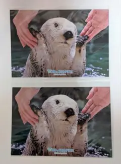 2025年最新】ラッコのメイちゃんくじの人気アイテム - メルカリ