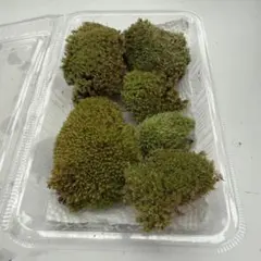 ❗️山苔　ホソバオキナゴケ❗️天然苔 送料込みのサムネイル