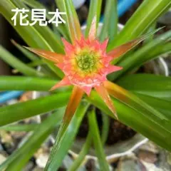 ななみ様 リクエスト 2点 まとめ商品