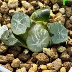 2025年最新】ハオルチア万象の人気アイテム - メルカリ