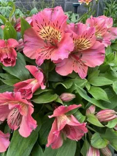 miyako様 リクエスト 4点 まとめ商品