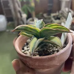 2025年最新】サンスベリア 希少の人気アイテム - メルカリ