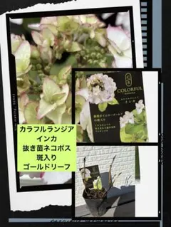 2026年最新】カラフルランジアの人気アイテム - メルカリ