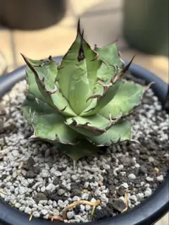 2026年最新】アガベハデスの人気アイテム - メルカリ