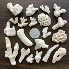 2026年最新】デスロックサンゴの人気アイテム - メルカリ