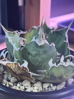 2026年最新】オアハカ オテロイ 現地球の人気アイテム - メルカリ