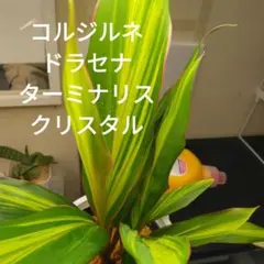 チ*プ様 ドラセナ トルネード‼️美しいトルネードコントラスト❗️3.5